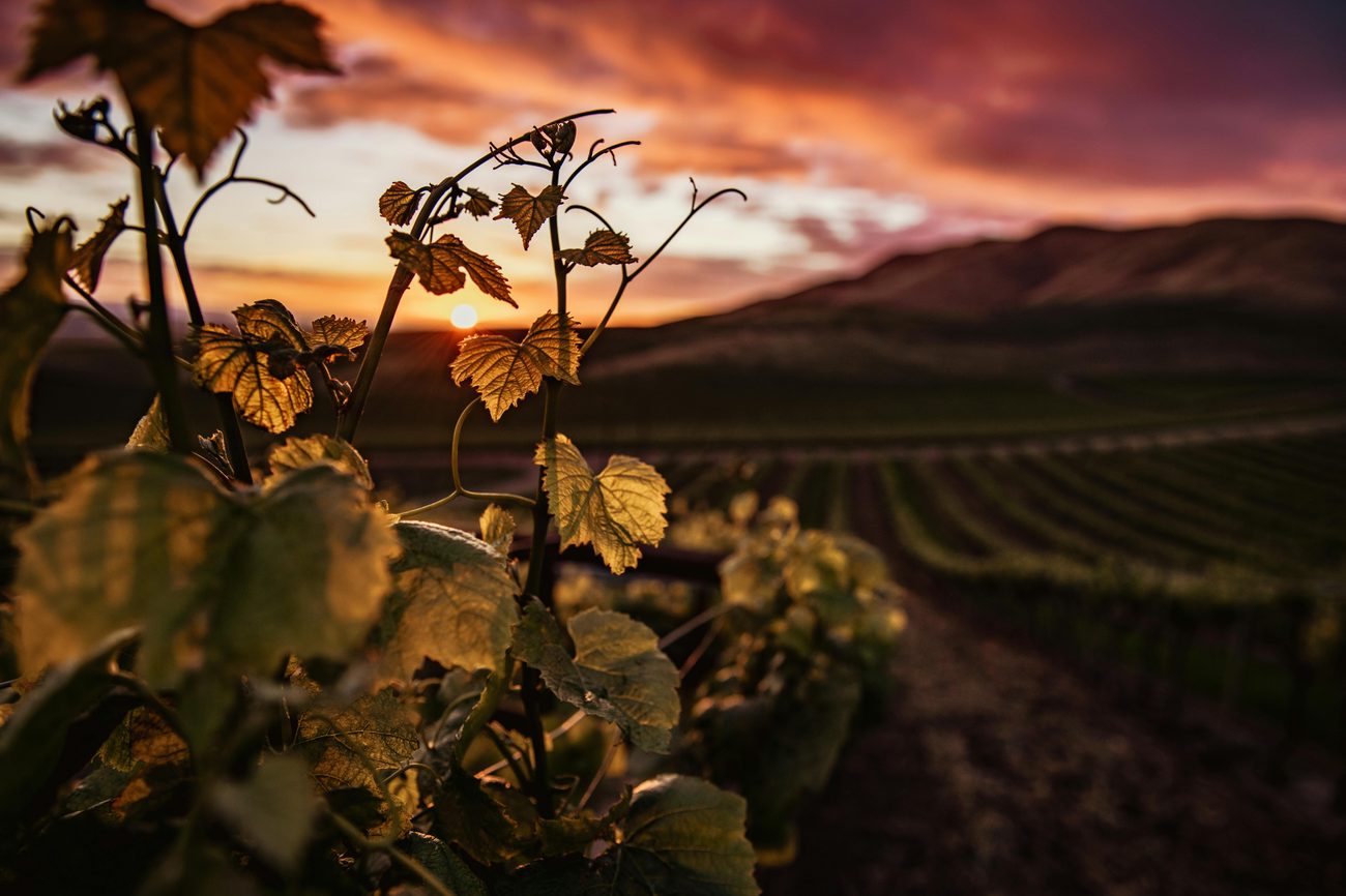 How we grow our grapes